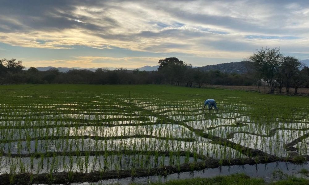 Retos de la Agricultura en Morelos
