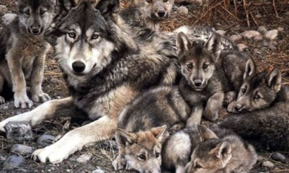 Los zoológicos en la conservación de la vida silvestre
