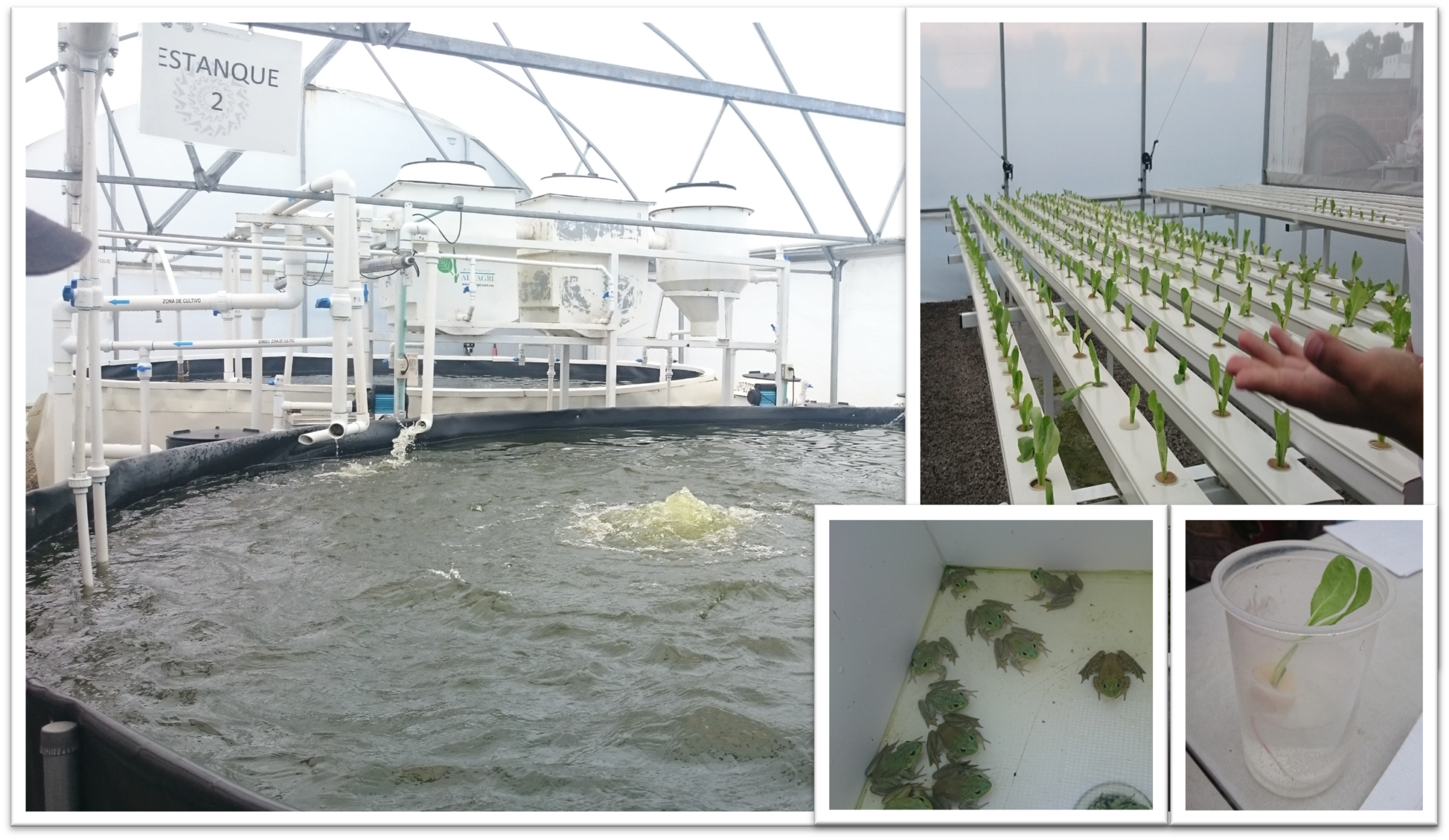 Planta productiva piloto de especies de tilapia y ranas toro en la localidad de Atarasquillo en el municipio de Lerma de Villada, Edo., de Méx, 2018; © AJMC, 2018; con permiso para su uso y reproducción.