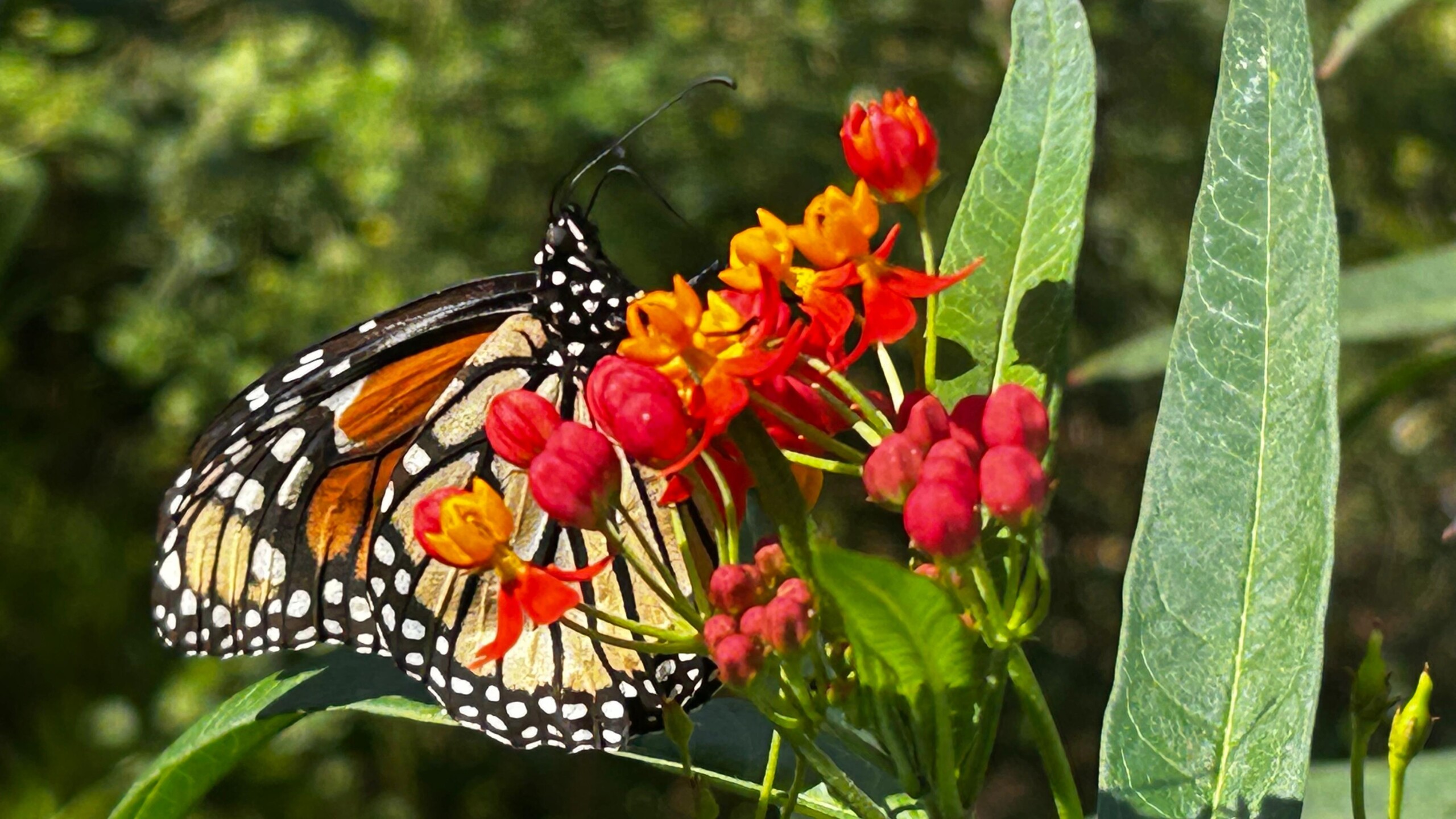 La urgencia de crear jardines nativos y polinizadores en entornos urbanos